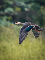 Spot Billed duck on flight
