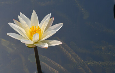 White lilly on a pond - obrazy, fototapety, plakaty