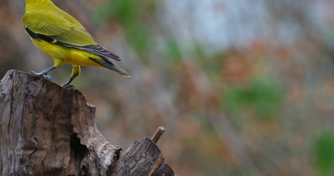  Black-naped Oriole Oriolus chinensis, Thailand. Facing to the right as it looks around then turns to the left to go away. 