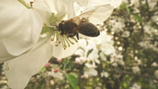Closeup of european honey bee apis mellifera collecting nectar and pollen on large number of fastly visited white blooms pollinated by this work on early spring without any green leaf on the tree.