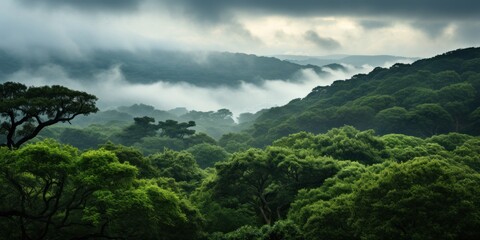 Green trees fill the forest under a cloudy sky