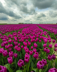 Tulpen auf einem Feld im Frühling 