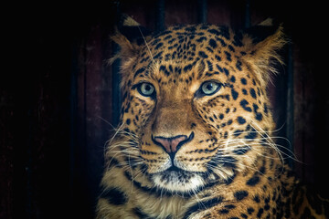 Chinese leopard: A rare and elusive big cat - 785539980