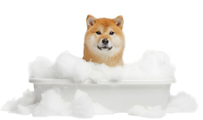 Cute Akita dog in a bath with foam, isolated on transparent background, cute pet concept, realistic illustration, generative ai - 785540130