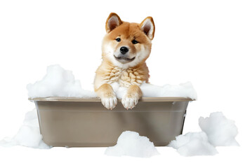Cute puppy Akita dog in a bath with foam, isolated on transparent background, cute pet concept, realistic illustration, generative ai - 785540154