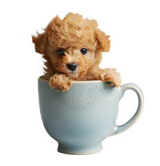 Little cute puppy of Toy Poodle dog in a cup, isolated on transparent background, cute mini puppy dog concept, realistic illustration, generative ai - 785540194