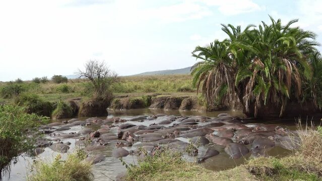 Hippos swim in river next to palm trees in natural landscape Serengeti National Park Tanzania Africa