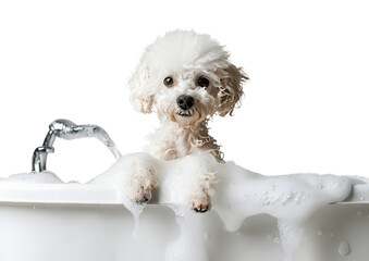 Cute Toy Poodle dog in a bath with foam, isolated on transparent background, cute pet concept, realistic illustration, generative ai - 785540325
