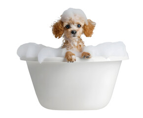Cute Toy Poodle dog in a bath with foam, isolated on transparent background, cute pet concept, realistic illustration, generative ai - 785540327