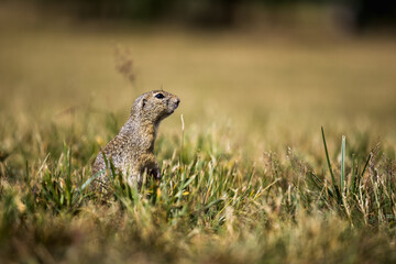 Ground squirrel: A small and charming rodent - 785540517
