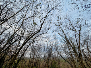 A forest with many trees, some of which are bare and some with leaves