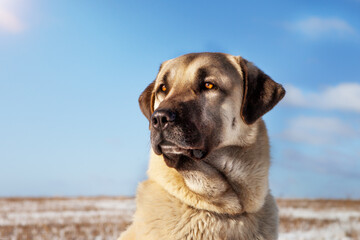 Turkish Kangal dog in the pasture in winter. 