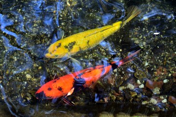 close up of two koi carp fish or Japanese carp of yellow and orange color