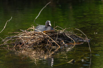 An adult eurasian coot (Fulica atra) sits on a nest built in the middle of a pond - 785541939