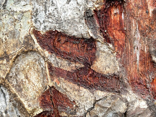 A close up of a tree trunk with a rough, textured surface