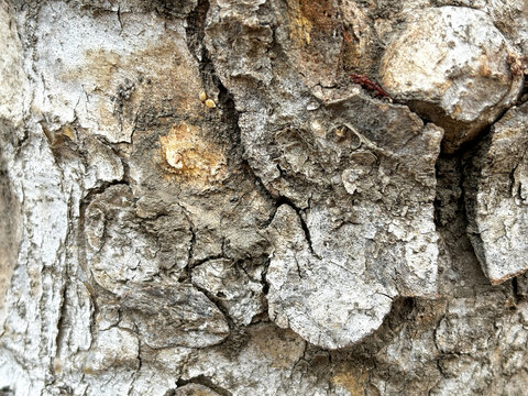 The bark of a tree is rough and has many small holes