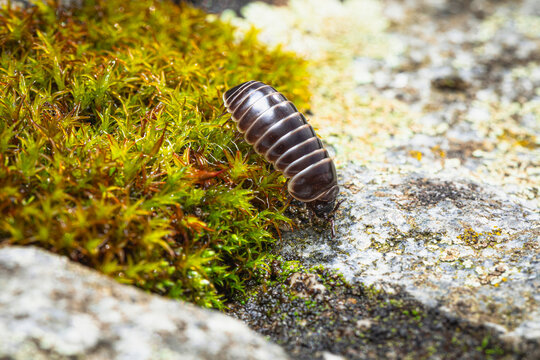 Rollassel makro
