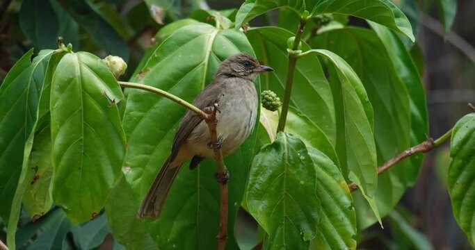 Streak-eared Bulbul Pycnonotus conradi, Thailand. Looking around and then poops while perched on a branch.