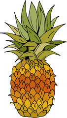Pineapple on white background. Vector image.