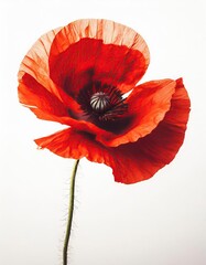 red poppy flower isolated on white background