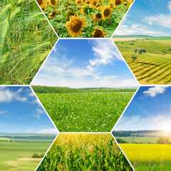 Fields with agricultural plants. Photo collage. - obrazy, fototapety, plakaty
