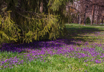 lilac spring flowers in the park against the background of green branches of fir trees