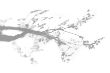 PNG branch shadow effect, transparent background