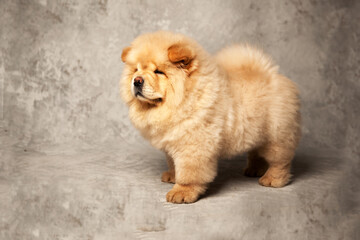 Two cute fluffy chow chow puppies of light beige color on a gray background.