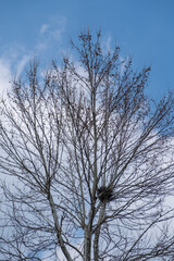 Tree Branch with bird nest against blue sky in winter