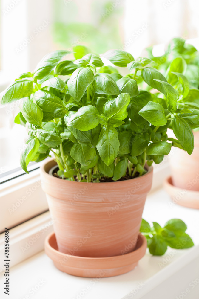 Canvas Prints fresh basil herb in terracotta pot