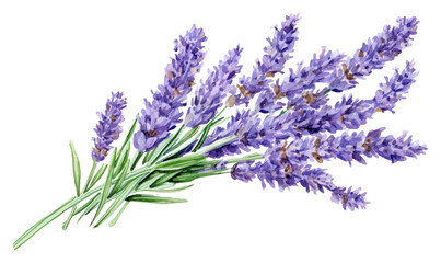 Naklejka premium PNG Lavender lavender flower plant