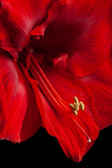 red winter christmas flower amaryllis Merry Christmas closeup