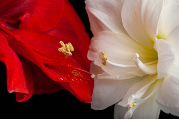 metaphor of love passion sex erotic couple, two amaryllis flowers touching each other