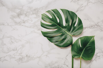 monstera leaf tropical plant on marble background