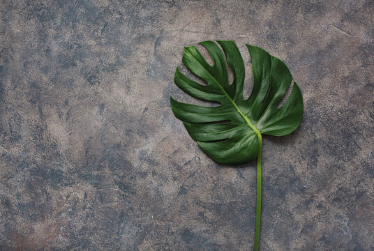 monstera leaf tropical plant on concrete background