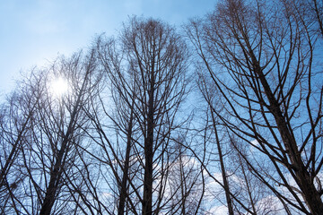 Fototapeta premium Tree Branch against blue sky in winter at Seoul Forest, South Korea