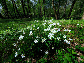 Gwiazdnica wielkokwiatowa (Stellaria holostea) jest rosliną która masowo kwitnie w lasach grądowych od wczesnej wiosny - obrazy, fototapety, plakaty