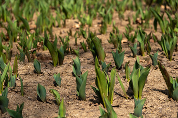 Group of sprout on the land at Seoul Forest, South Korea