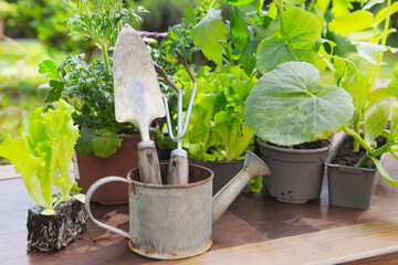 gardening tools with lettuce ready to plant  and vegetable seedlings in pot on a table in garden  at springtime - 785548539