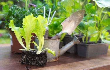 lettuce  in dirt ready to plant with gardening tools in back and vegetable seedlings in pot on a table in garden  at springtime
