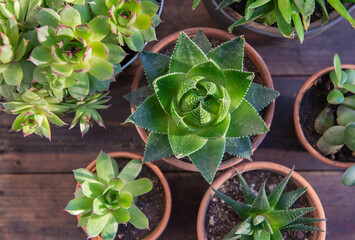 top view on different succulente plants in terracotte pots on wooden plank background - houseplant collection - 785548573