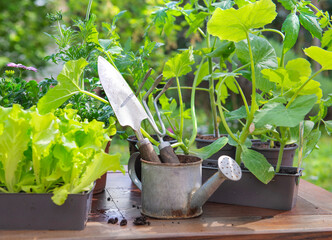 gardening tools with lettuce ready to plant  and vegetable seedlings in pot on a table in garden  at springtime - 785548578
