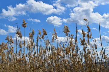dry grass against a background of  blue sky with clouds