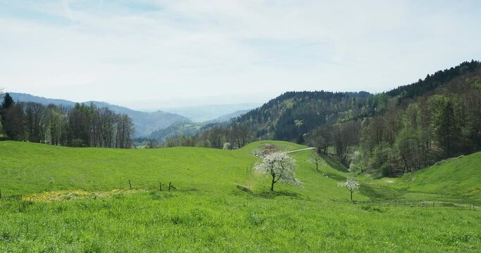 Zeller Bergland im südschwarzwald. Frühlingslandschaft aus Hügeln und grünen und blumigen Wiesen an den Hängen des Zeller Blauen
