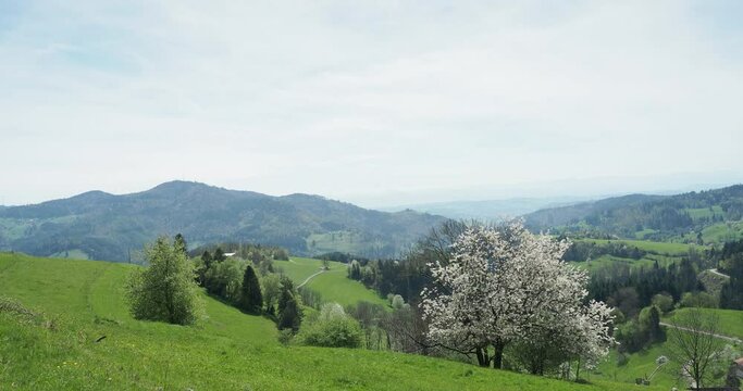 Zeller Bergland im südschwarzwald mit herrlichen Frühlingslandschaften aus grünen Hügeln und blühenden Bäumen mit Blick auf den Gipfel der Hohen Möhr
