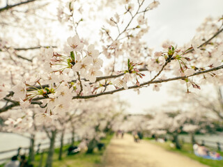 公園で満開に咲く桜の花　春のソメイヨシノ　お花見