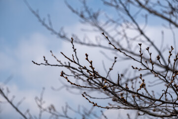 Fototapeta na wymiar Flower buds on the branches during early spring, before bloom