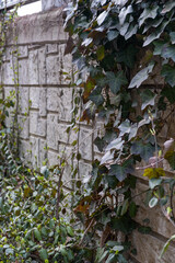 Vine plant on the concrete stone wall