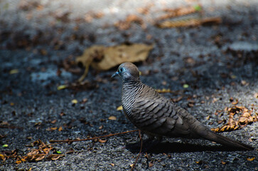 Bird appears to be resting on the road with the rays of the sun shining down on it