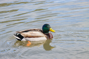 duck in the water swimming